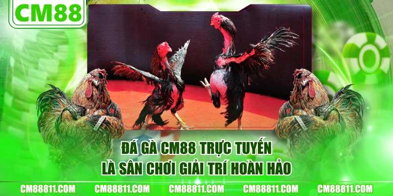 Đá gà CM88 trực tuyến là sân chơi giải trí hoàn hảo